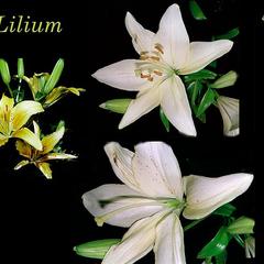 Lilium - composite : inflorescence and floral dissection
