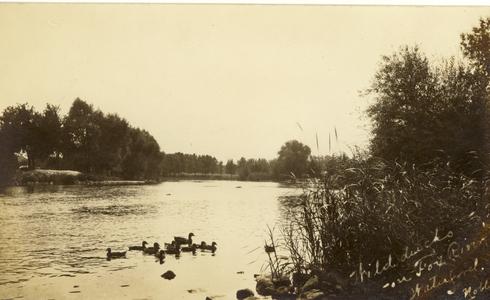 Wild Ducks on the Fox River