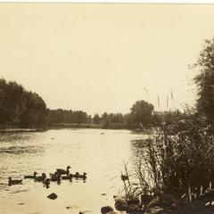 Wild Ducks on the Fox River