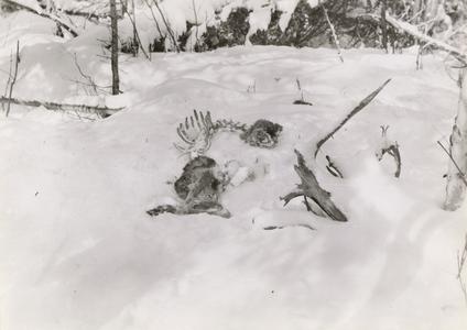 Dead deer carcass