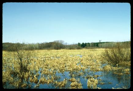View of wetland near Leopold's goose blind