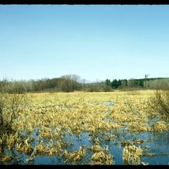 View of wetland near Leopold's goose blind