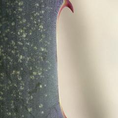 Furcraea leaf margin