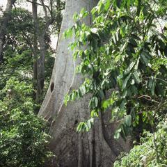 Old tree in Idanre