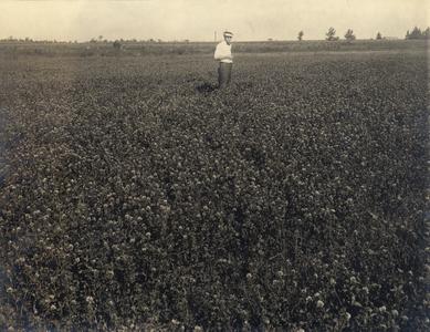 Man in a clover field
