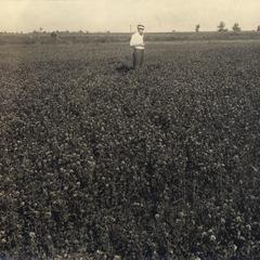 Man in a clover field