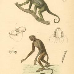 Howler Monkey and Muriqui Print