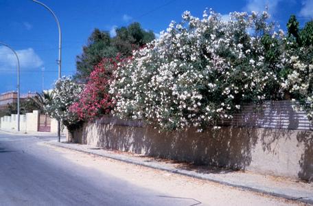 Laurel Trees Blooming by a Villa in Haj Andalus