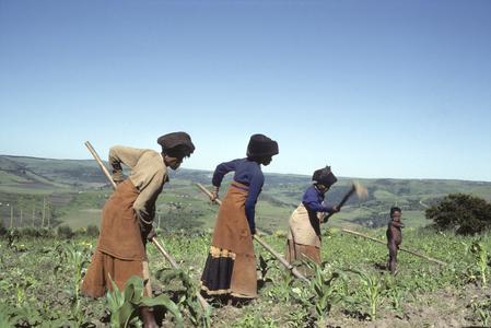 Southern Africa : Agricultural Activities : hoeing