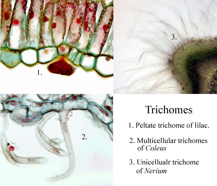Three Types of Trichomes - UWDC - UW-Madison Libraries