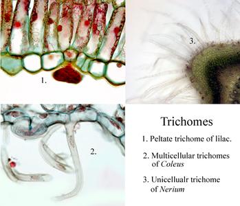 Three Types of Trichomes