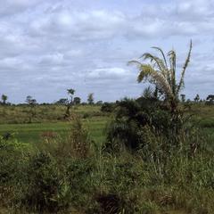 Rice fields east of Ontisha