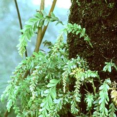 Tmesipteris tannensis growing epiphytically on a tree fern