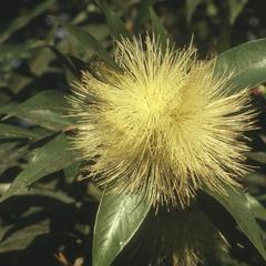 A species of Myrtaceae in thicket