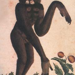 Standing Gibbon Print