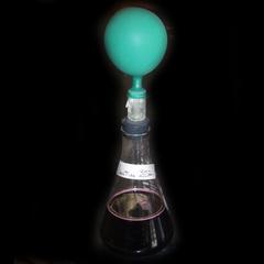 Captured carbon dioxide over a fermenting flask of grape juice