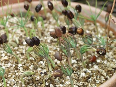 Germinating pine seedlings