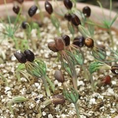 Germinating pine seedlings