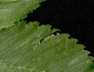 Ulmus leaf with double serrations at leaf margin