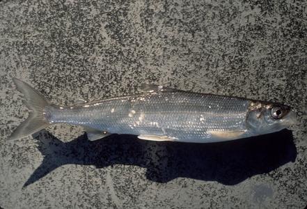 Lake herring (cisco)