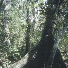 Fig tree in secondary forest north of Casimrio Castillo