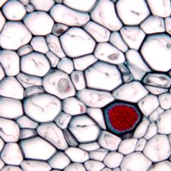 Phloem in a cross section of Cucurbita stem - prepared slide 40x objective