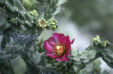 Opuntia cactus in flower, southwest of Torreón