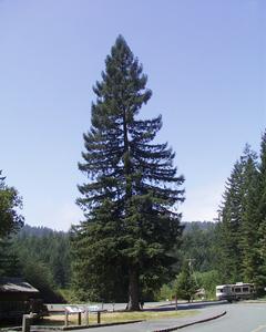 Coastal redwood - young tree