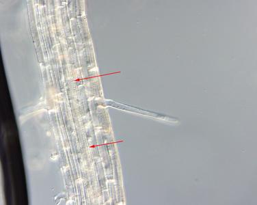 Grass seedling root - helical secondary wall thickenings of protoxylem vessel