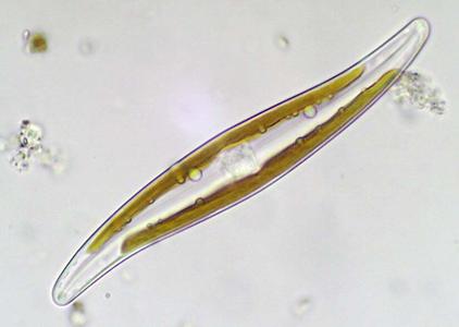 Diatoms - Gyrosigma, a pennate diatom
