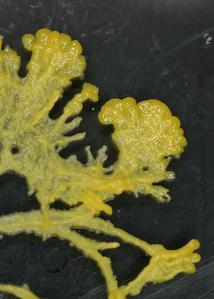 Plasmodial slime molds - plasmodium
