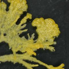 Plasmodial slime molds - plasmodium