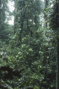 Tropical rainforest understory near Patricia Pilar
