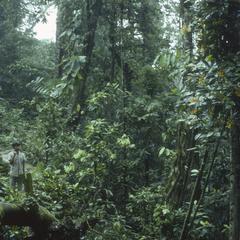 Tropical rainforest understory near Patricia Pilar