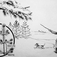 Man, boy with gun, and dog in winter, with close-up insert of red and white pines