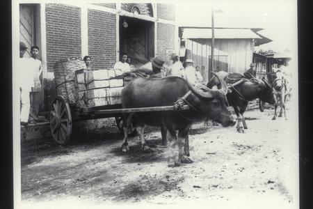 Tagalog natives load supplies onto a cart pulled by a water buffalo, Luzon, early 1900s