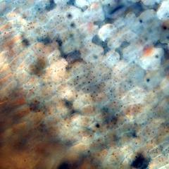 View of peanut tissue stained with iodine