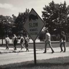 Wombats crossing