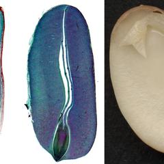 Longitudinal section of albuminous seeds, Zea, and Ricinus, with a dissected  exalbuminous seed of Phaseolis