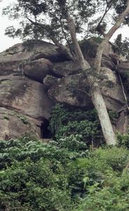 Trees and rocks on Ife hill