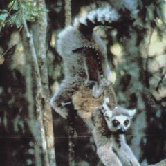 Lemur catta