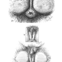 Gibbon Genitalia Print