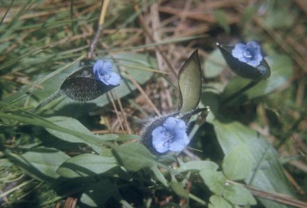 Flowers of Commelina alpina, southwest of Ameyalco