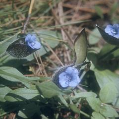 Flowers of Commelina alpina, southwest of Ameyalco