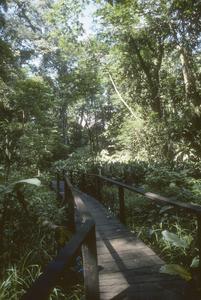 Plank path through swamp at La Selva Field Station