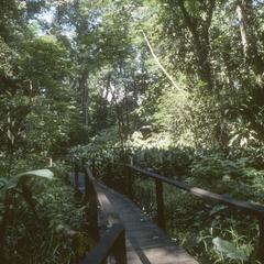 Plank path through swamp at La Selva Field Station