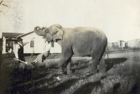 Circus elephant holding a woman on a swing
