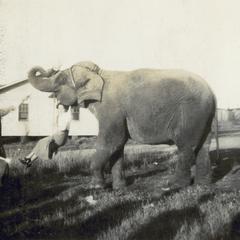 Circus elephant holding a woman on a swing