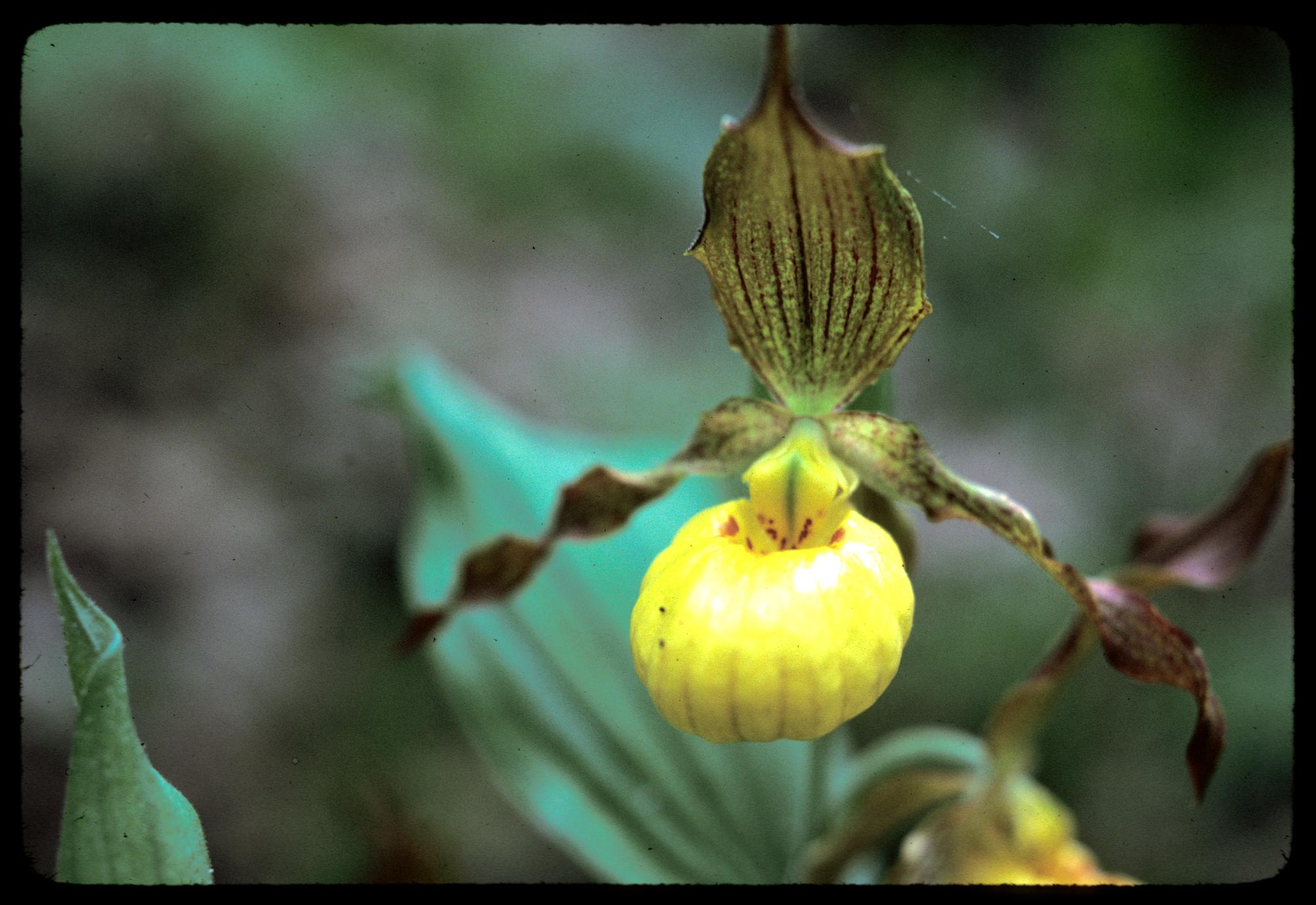 Cypripedium calceolus in bloom at Baxter's Hollow, State Natural Area