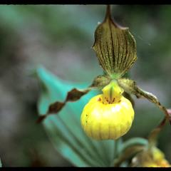 Cypripedium calceolus in bloom at Baxter's Hollow, State Natural Area